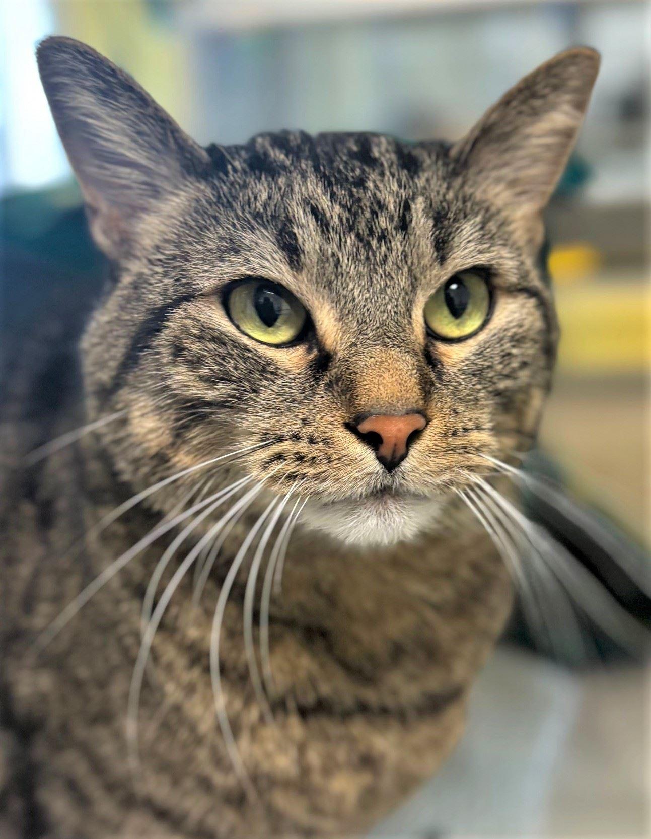 Martin, a ADOPTABLE Domestic Short Hair in Iowa City, IA image 1/2