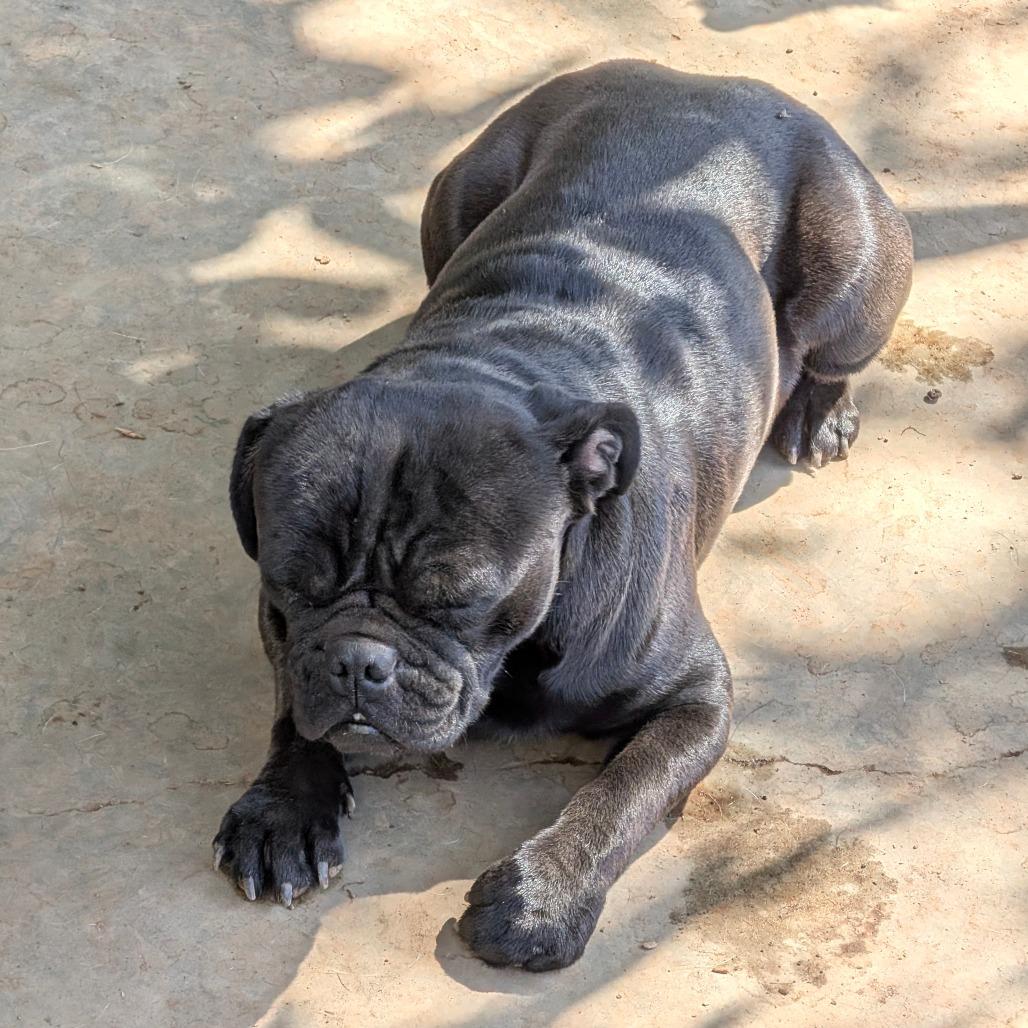 Shaboozy, Adoptable, Adult Male Pug.
