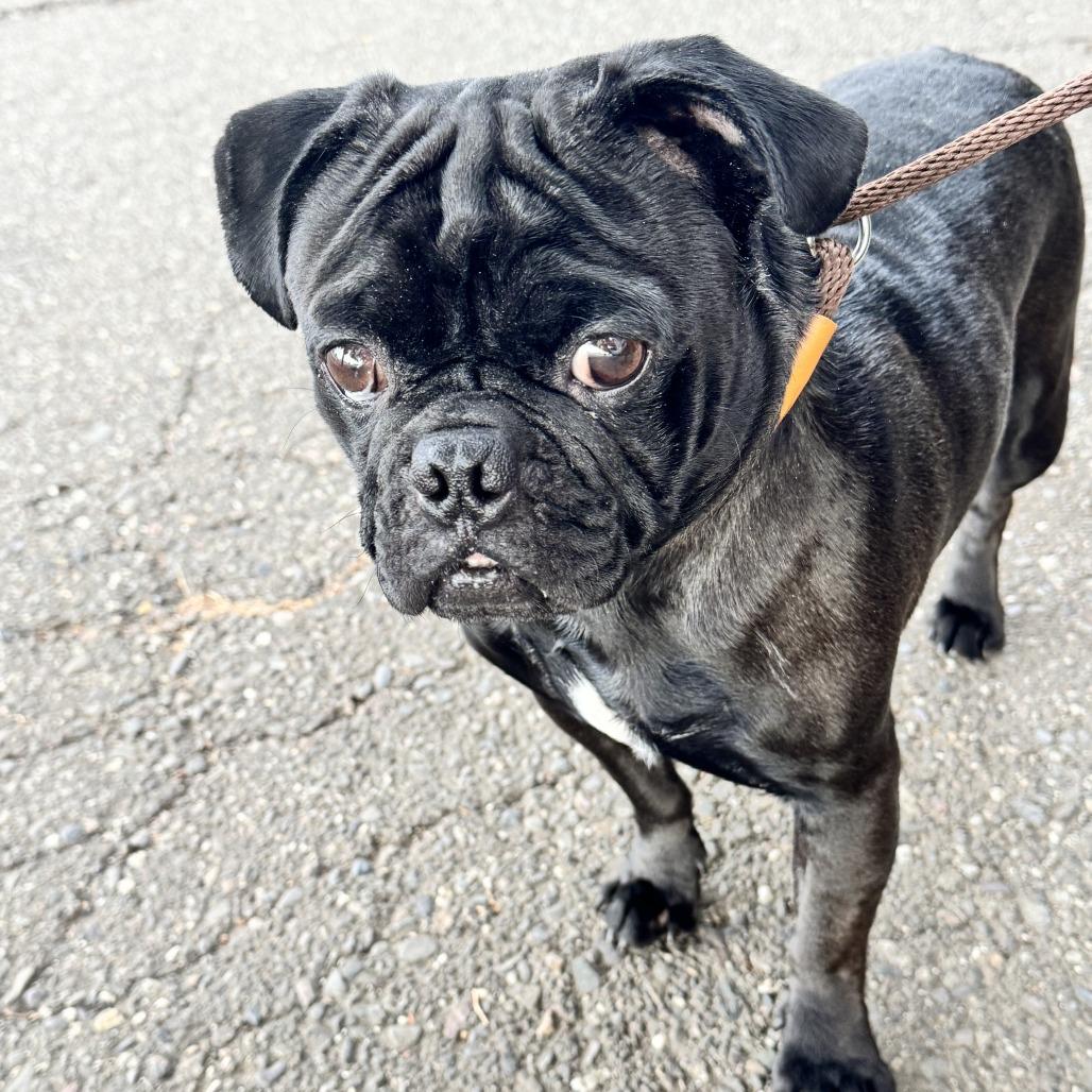 Enlarge Shaboozy, a Adoptable Pug in Chico, CA image 2/4