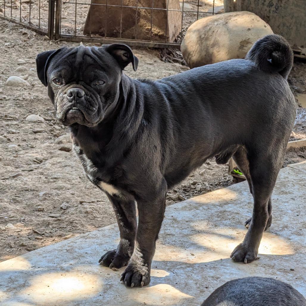 Enlarge Shaboozy, a Adoptable Pug in Chico, CA image 3/4