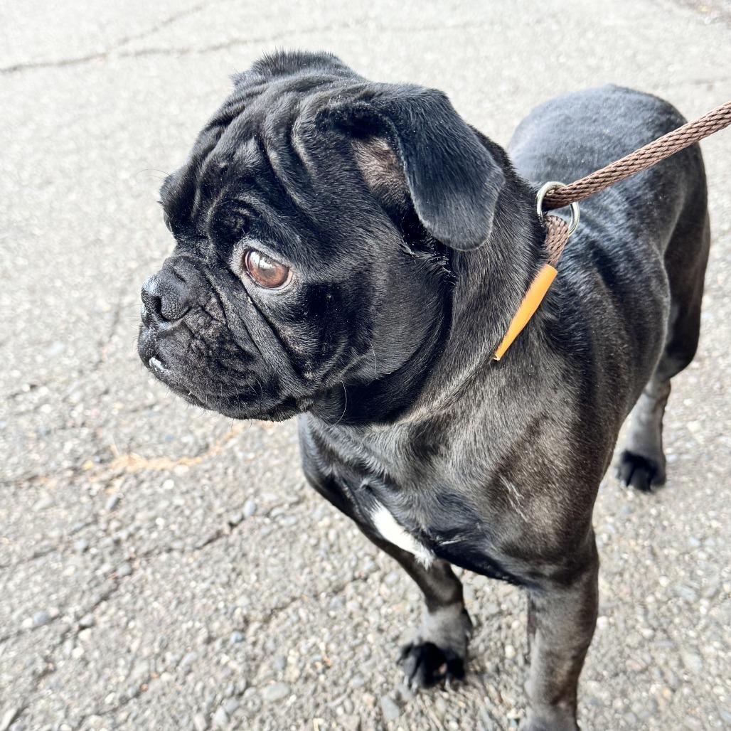Enlarge Shaboozy, a Adoptable Pug in Chico, CA image 4/4