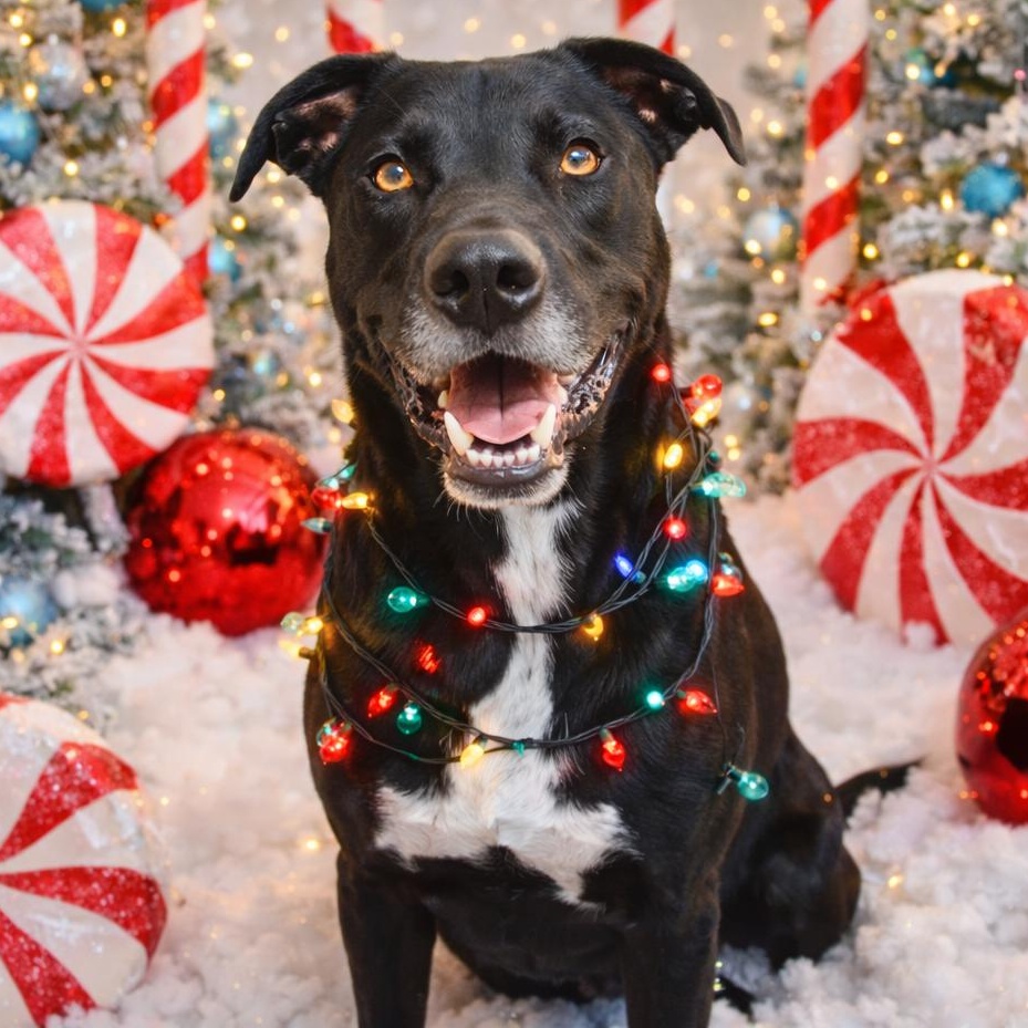 Hondo, a Adoptable mixed breed in Krum, TX image 6/6