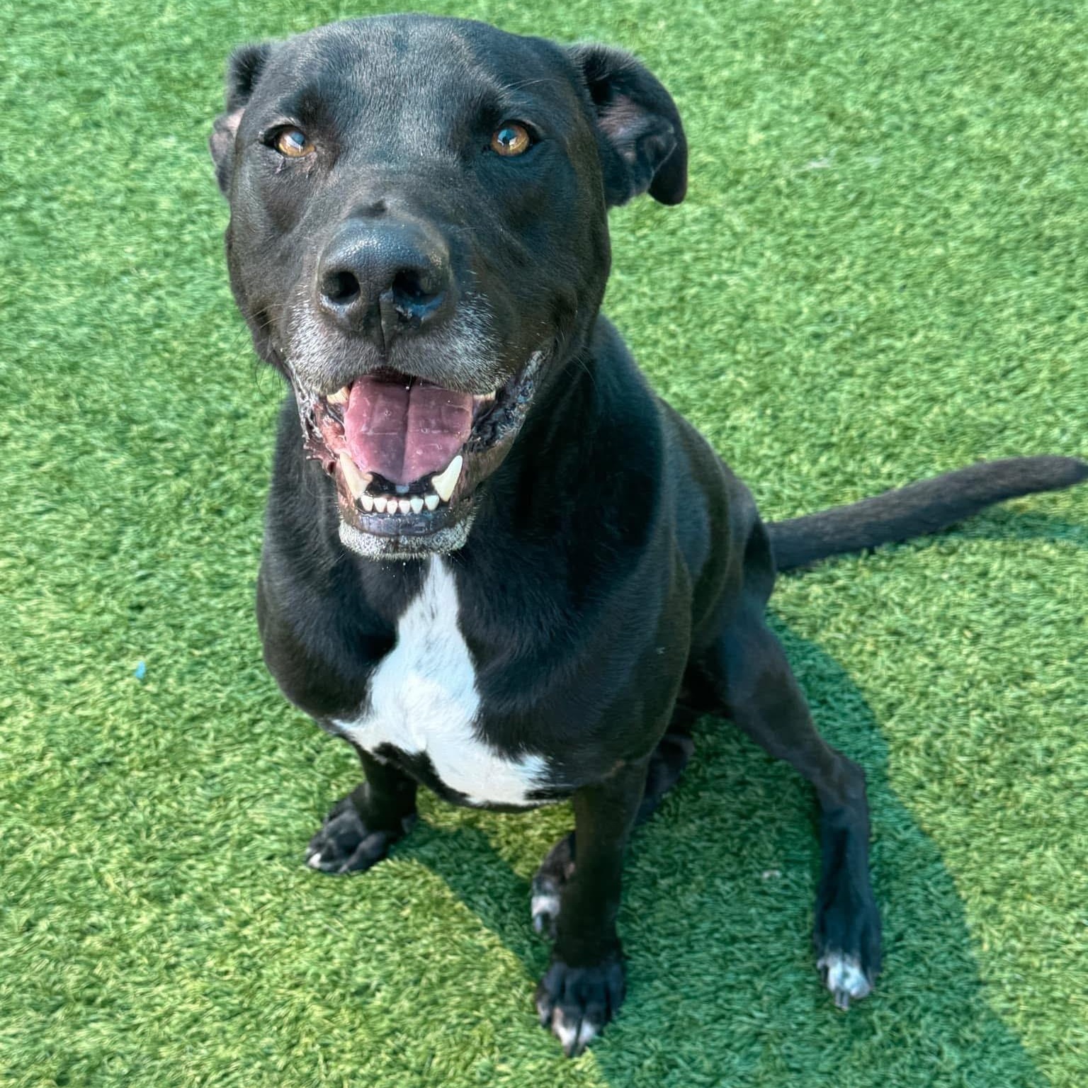 Hondo, a Adoptable mixed breed in Krum, TX image 5/6