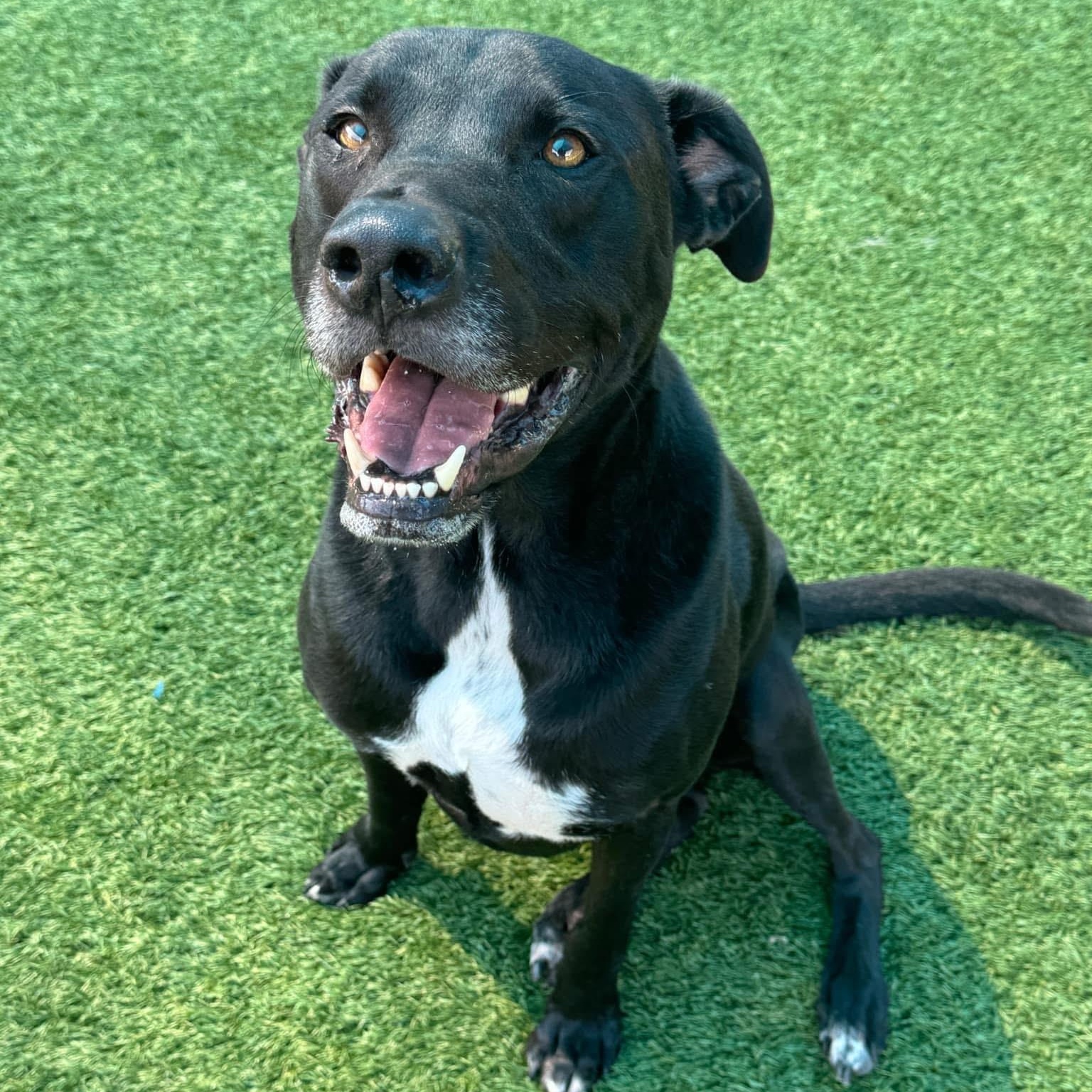 Hondo, Adoptable, Adult Male Labrador Retriever.