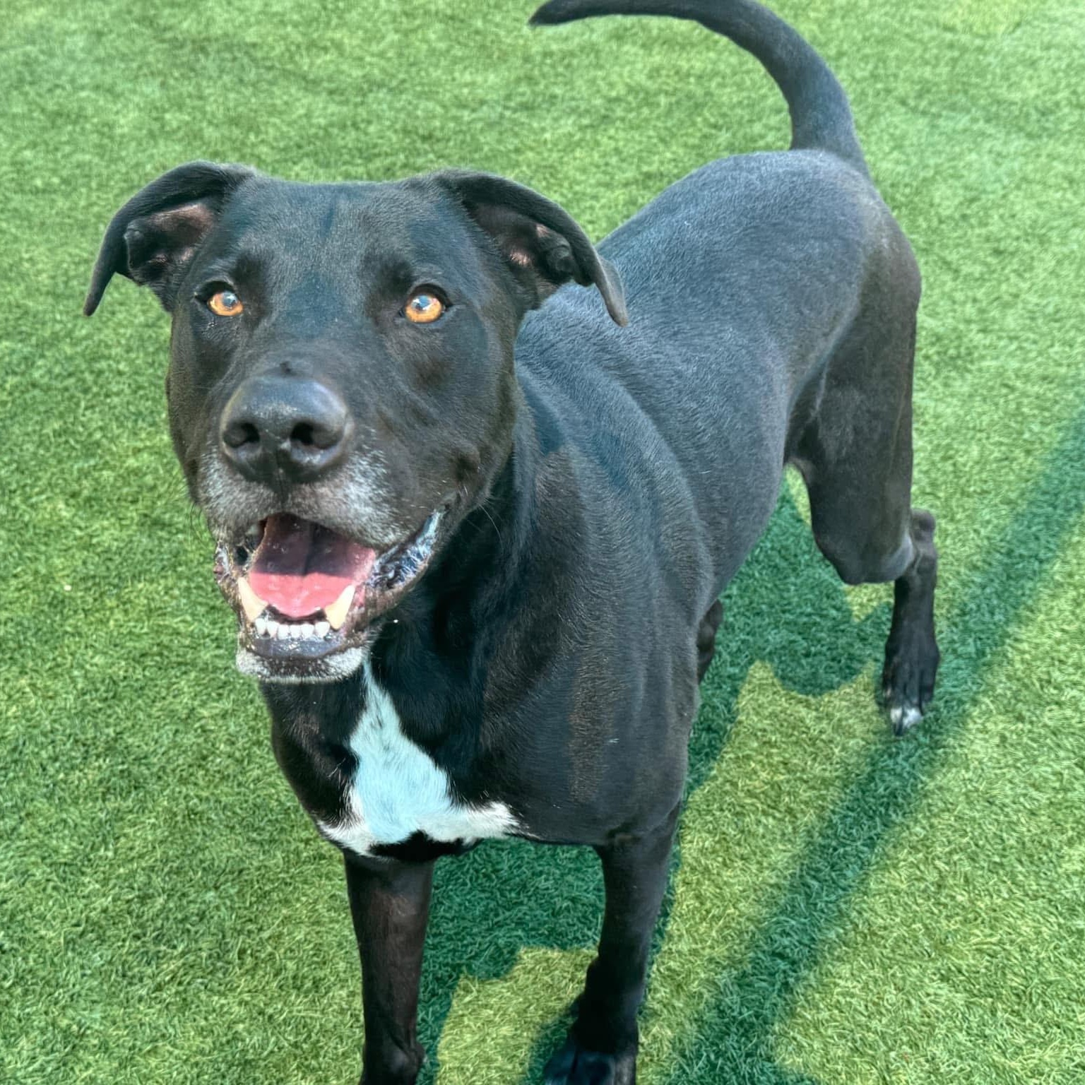 Hondo, a Adoptable mixed breed in Krum, TX image 2/6