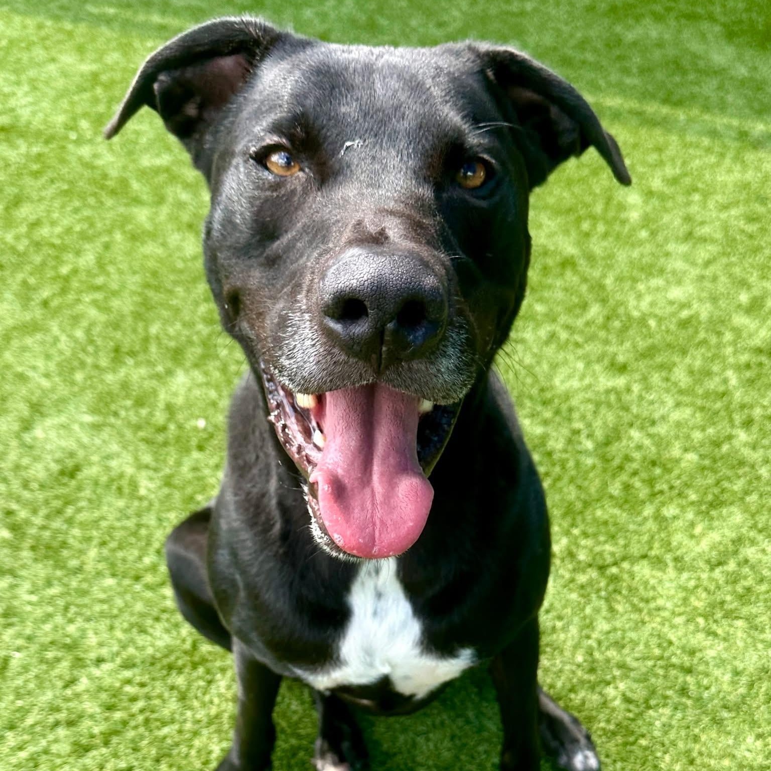 Hondo, a Adoptable mixed breed in Krum, TX image 3/6