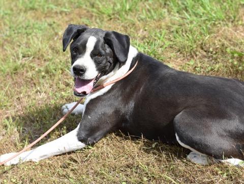 Roxy, a Adoptable mixed breed in Hillsboro , OR image 1/6