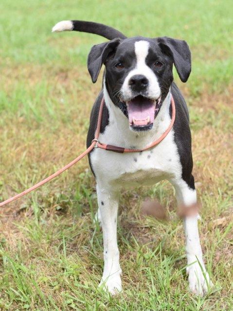 Roxy, a Adoptable mixed breed in Hillsboro , OR image 2/6