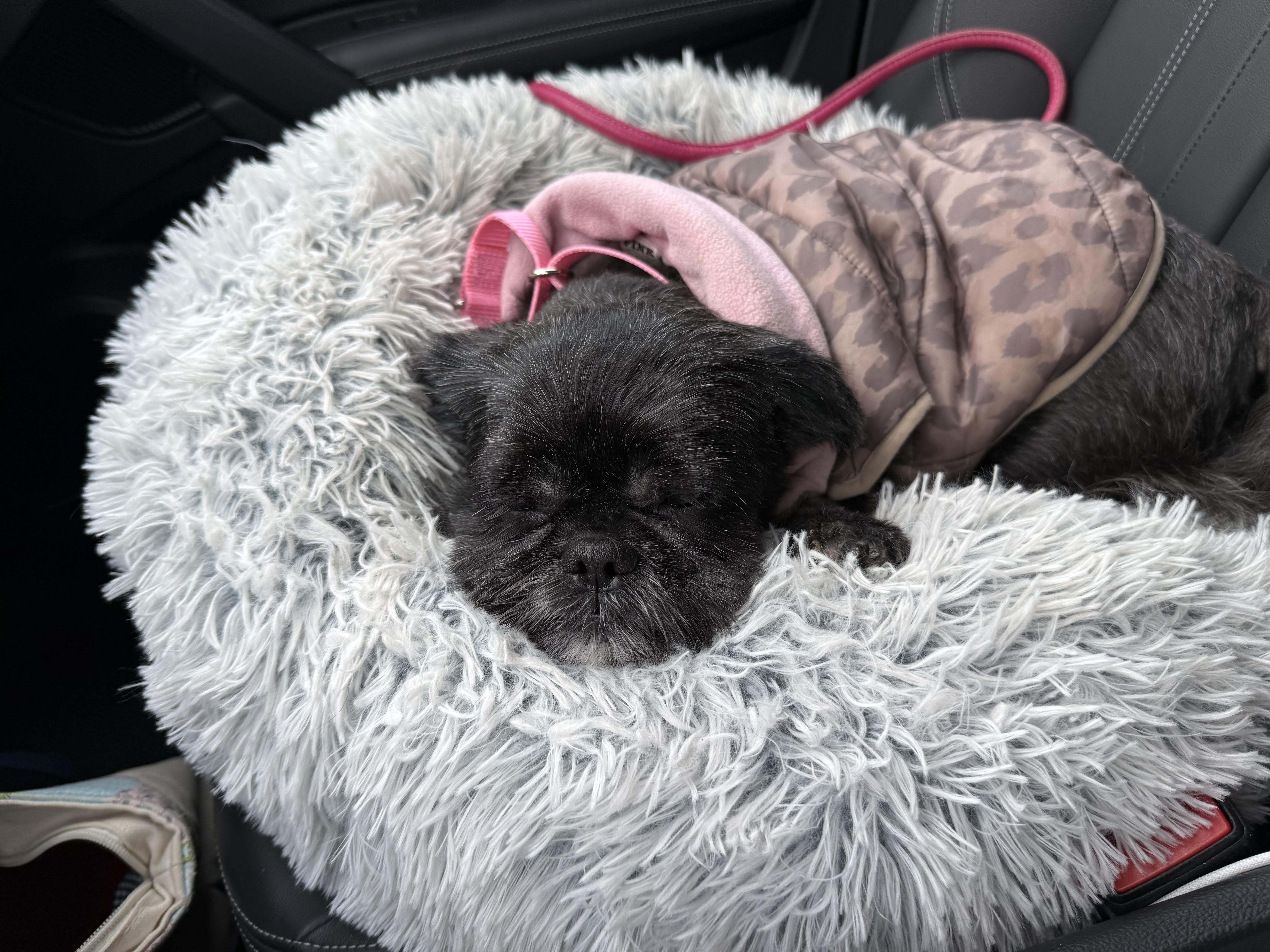 Queen Pinky thumbnail 2