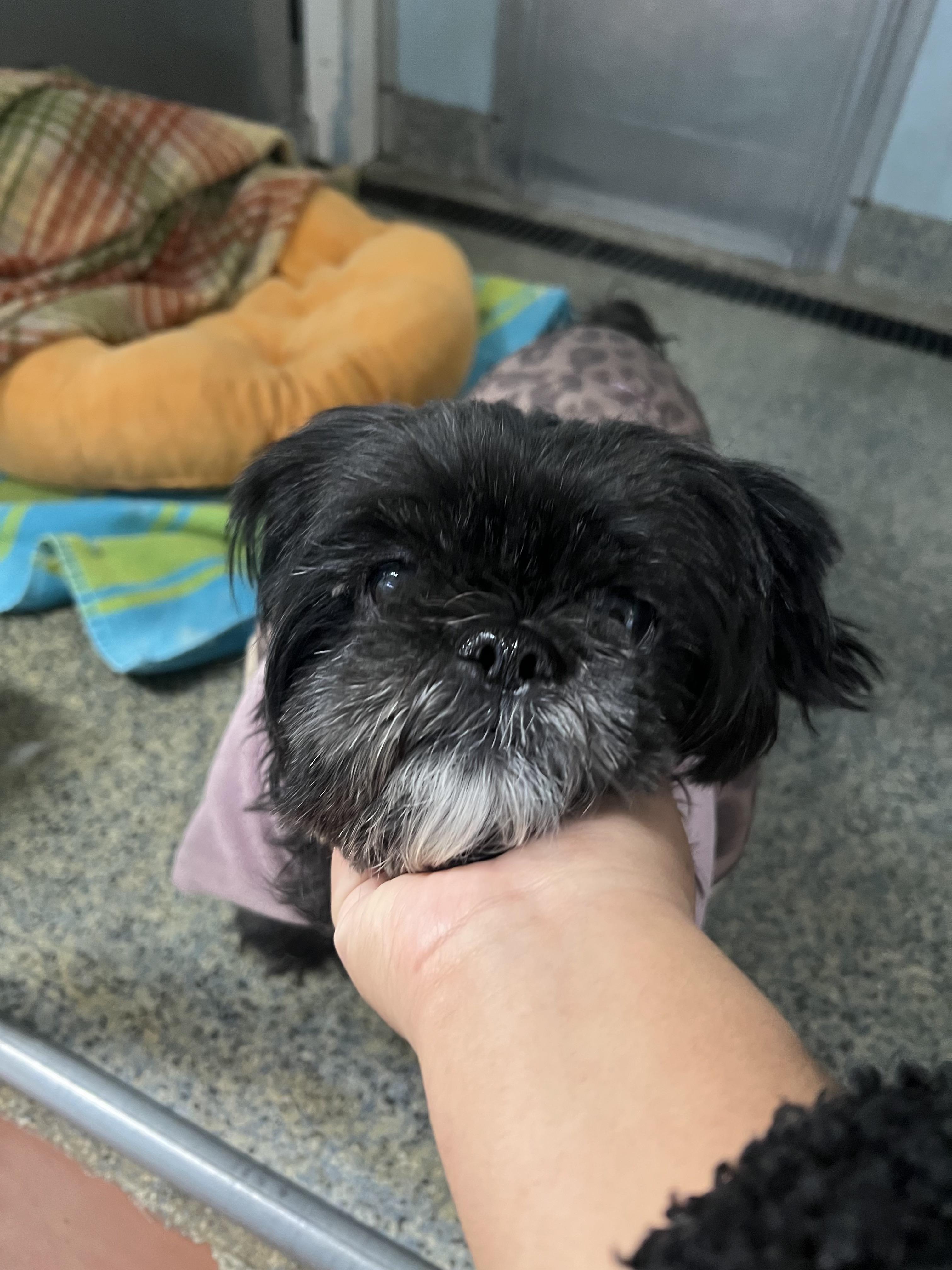 Queen Pinky thumbnail 5