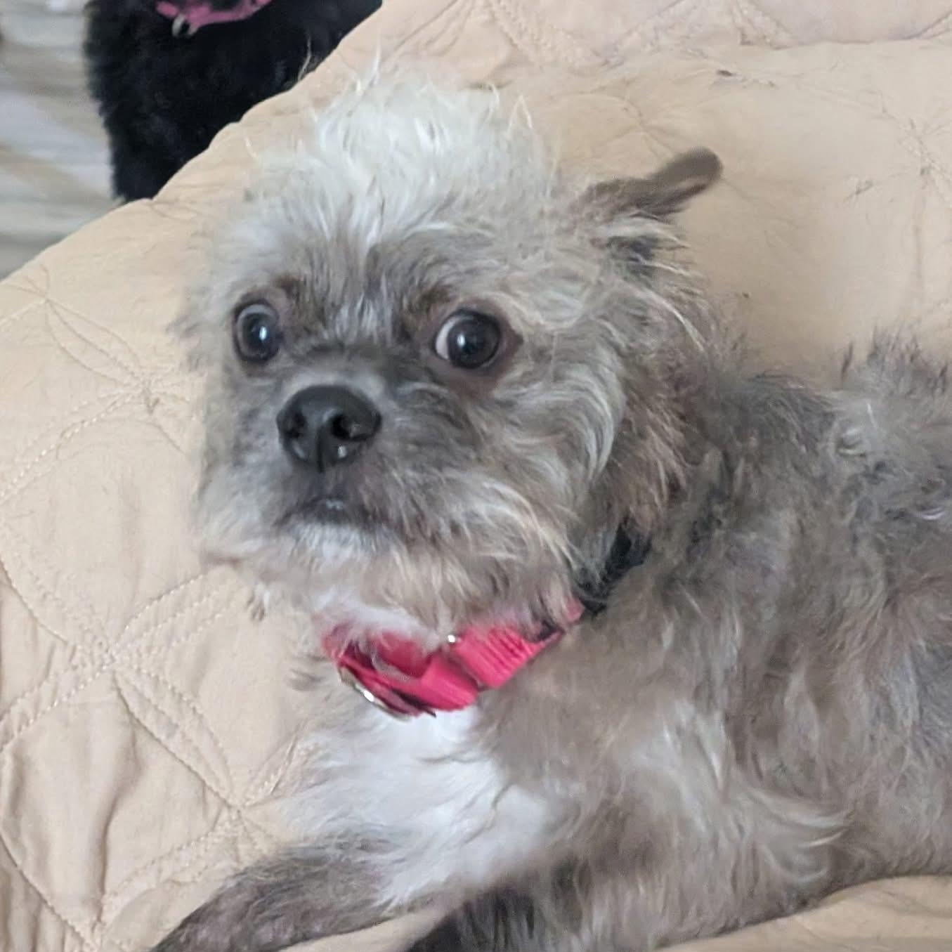 Enlarge Oscar, an adoptable mixed breed in Orland Park, IL image 1/6