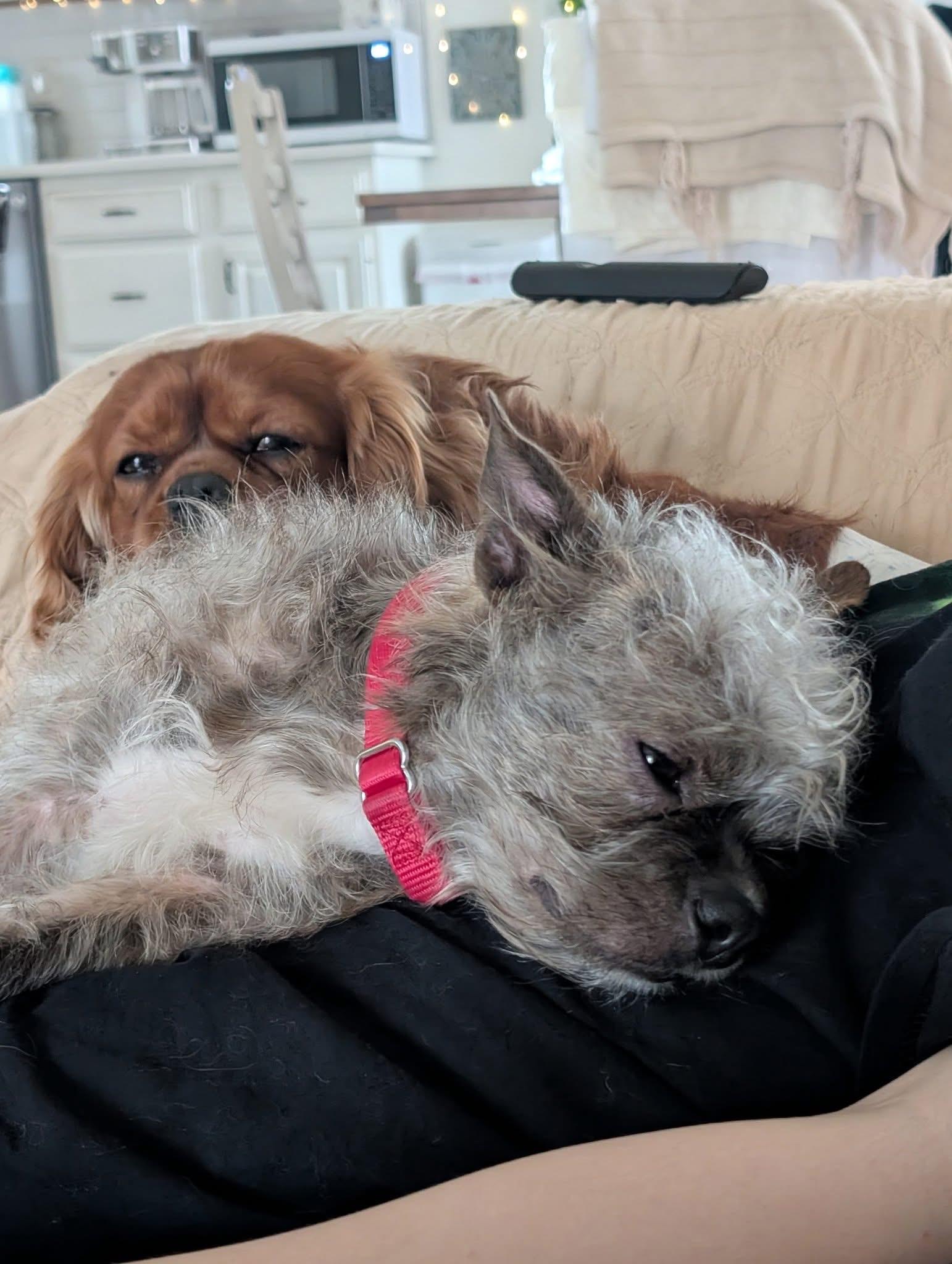 Enlarge Oscar, an adoptable mixed breed in Orland Park, IL image 5/6