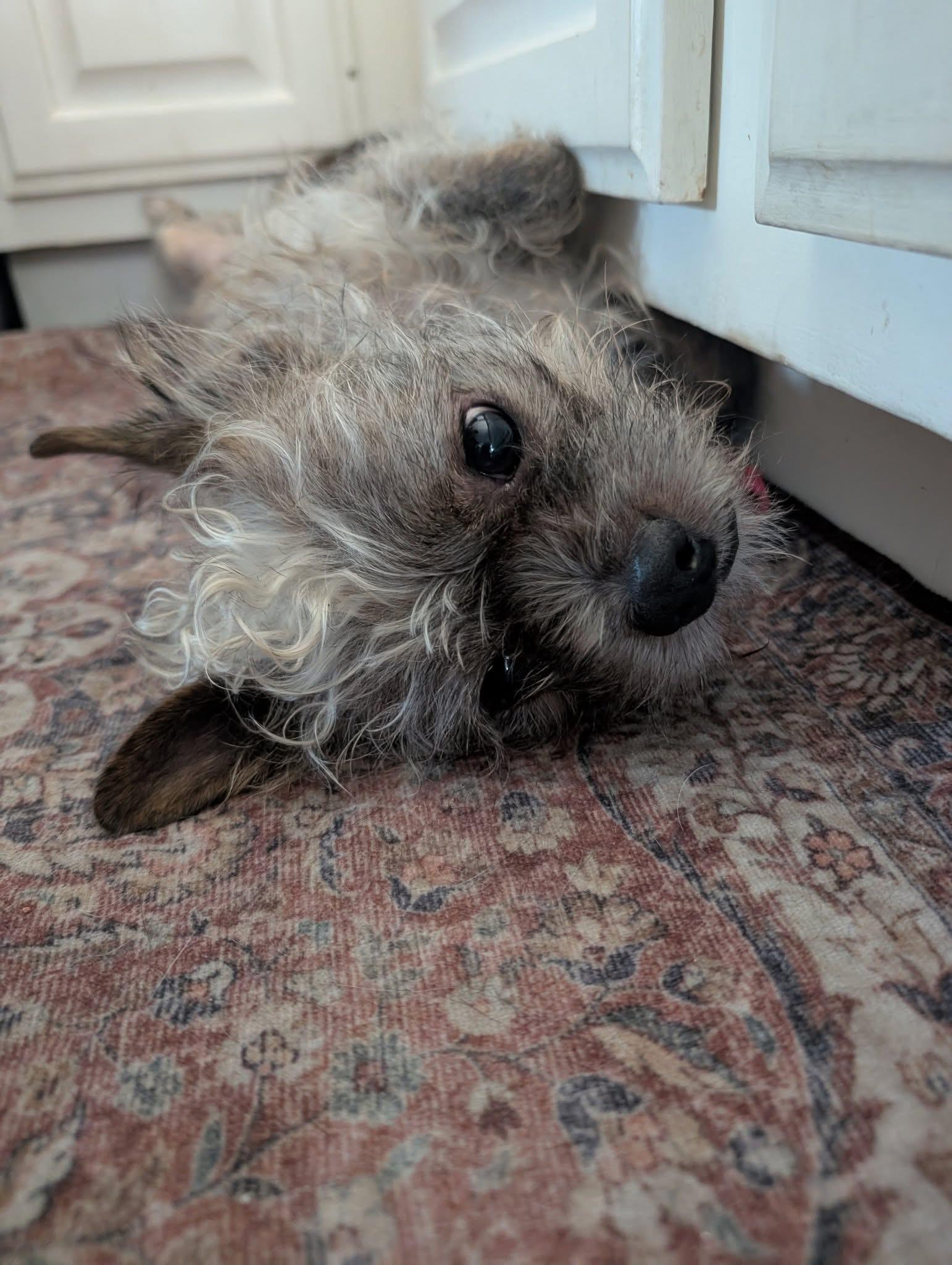 Oscar