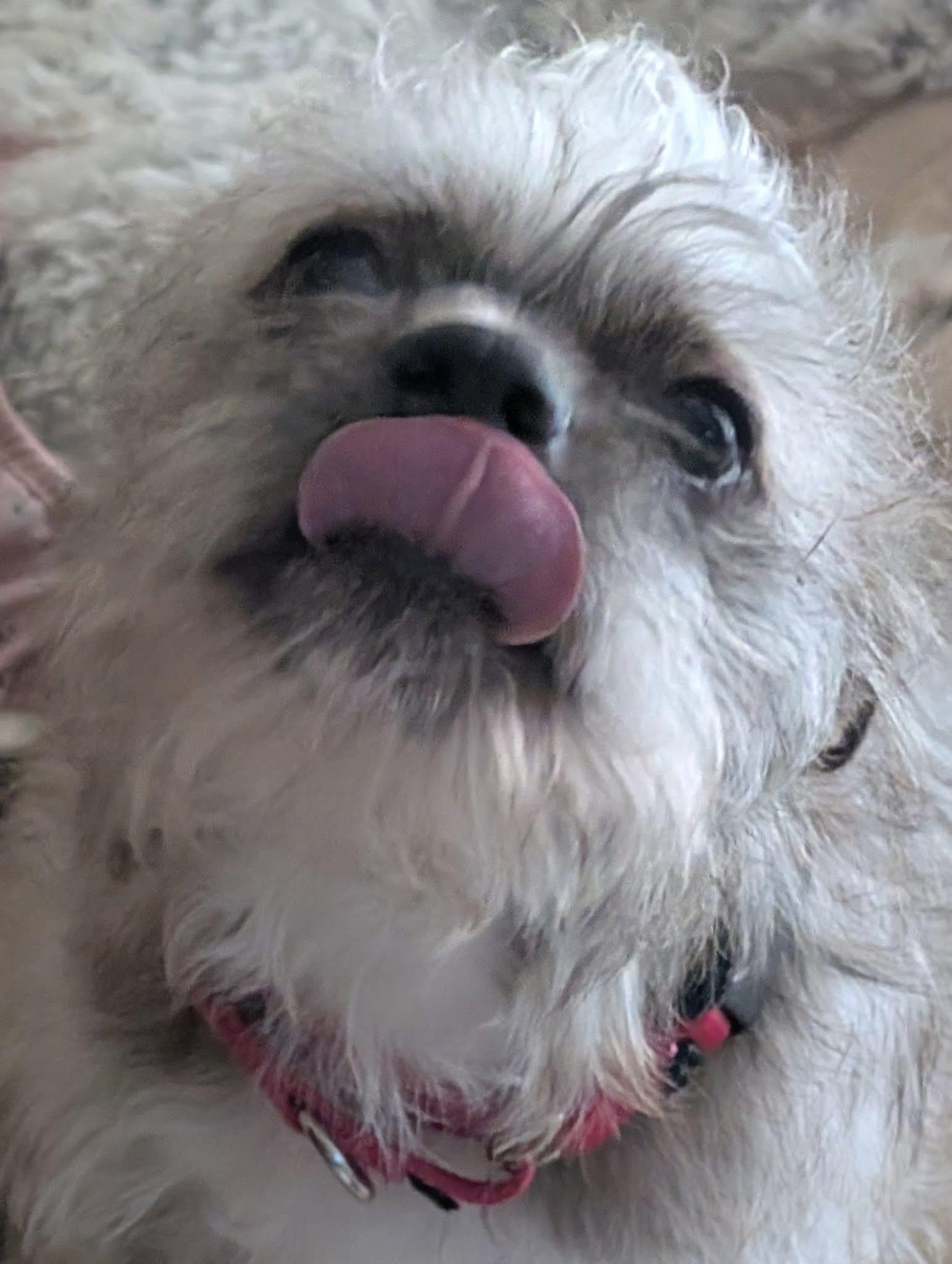 Enlarge Oscar, an adoptable mixed breed in Orland Park, IL image 6/6