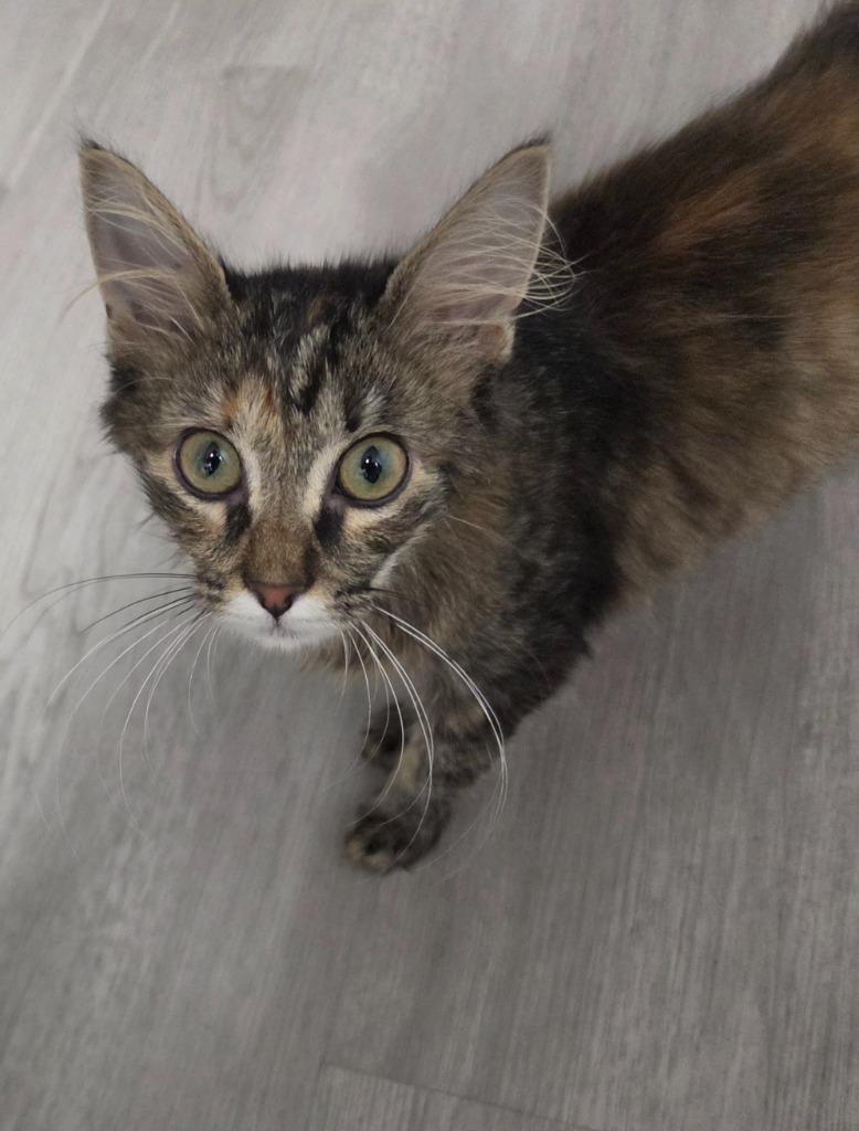 Shammah, Adoptable, Kitten Female Domestic Medium Hair.
