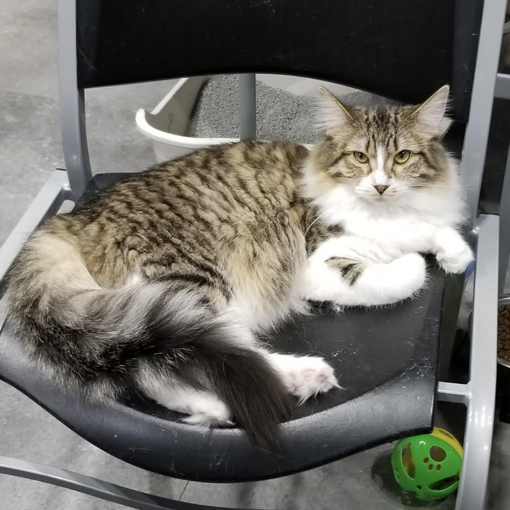 Victoria, adoptable, Young Female Domestic Medium Hair.