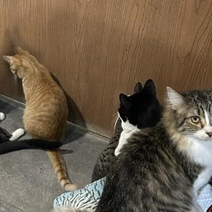 Victoria, an adoptable Domestic Medium Hair in Devils Lake, ND image 2/4