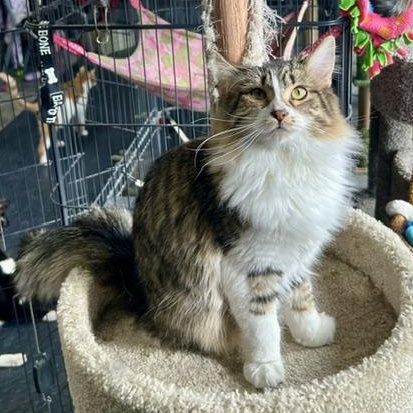 Victoria, an adoptable Domestic Medium Hair in Devils Lake, ND image 3/4