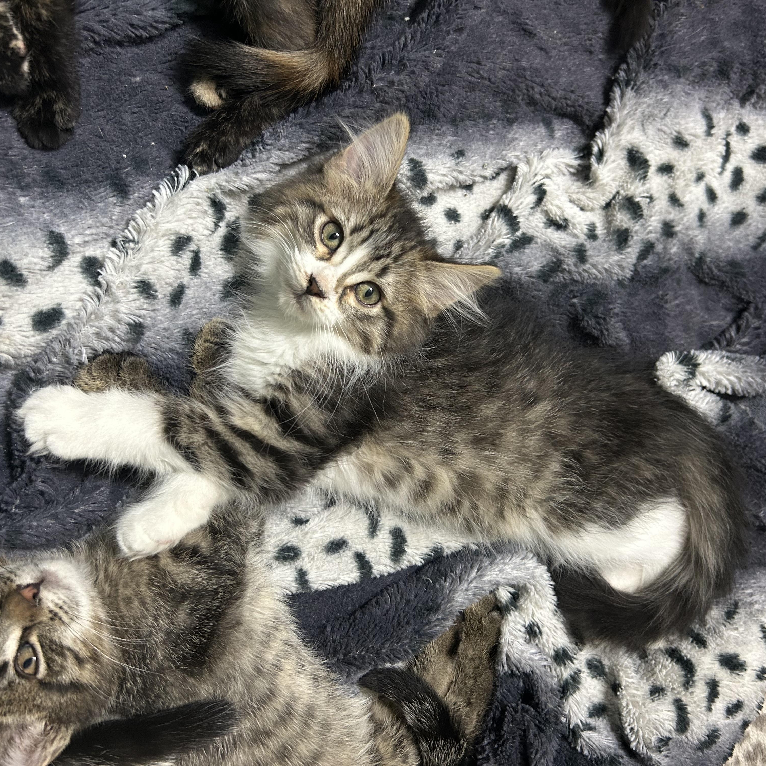 Enlarge Victoria, an adoptable Domestic Medium Hair in Devils Lake, ND image 1/2