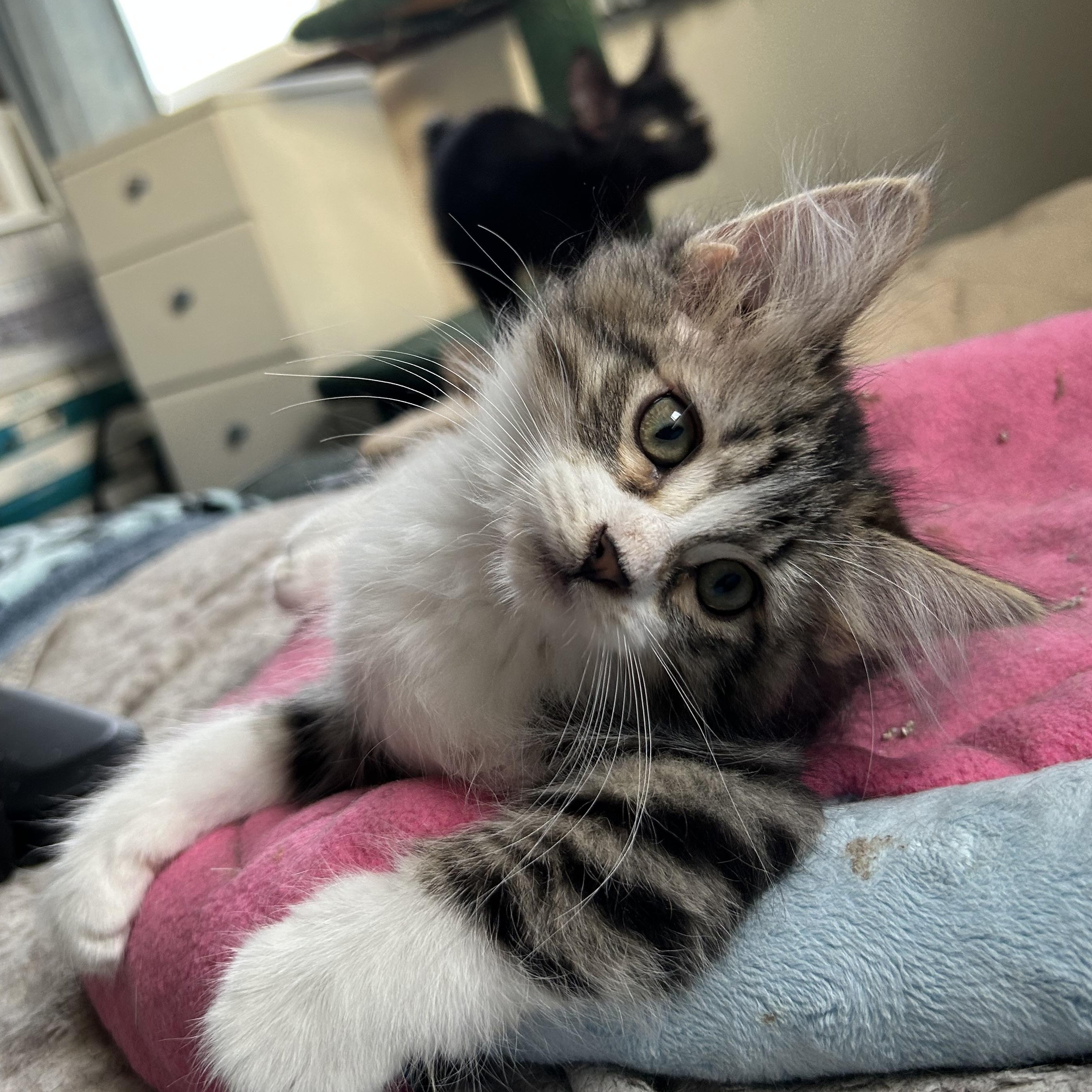 Enlarge Victoria, an adoptable Domestic Medium Hair in Devils Lake, ND image 2/2