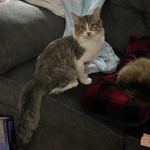 Victoria, an adoptable Domestic Medium Hair in Devils Lake, ND image 4/4