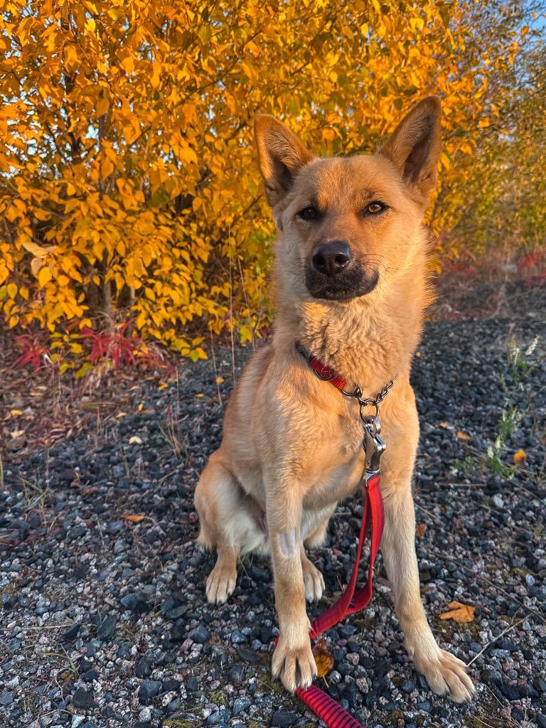 Lala, Adoptable, Young Female Husky & Shepherd.