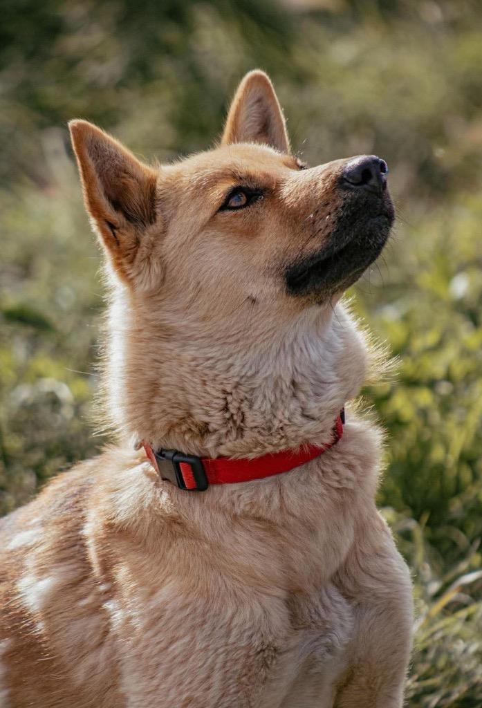 Enlarge Lala, a Adoptable mixed breed in Yellowknife, NT image 2/6