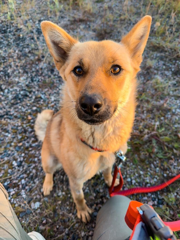 Enlarge Lala, a Adoptable mixed breed in Yellowknife, NT image 3/6