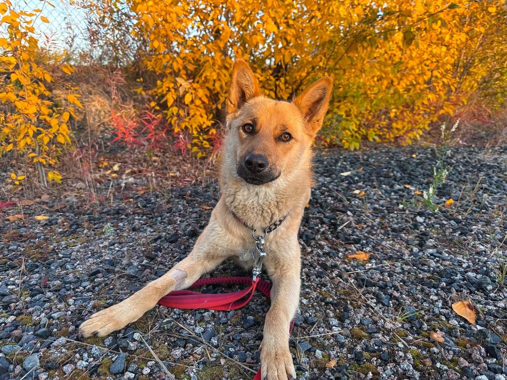 Enlarge Lala, a Adoptable mixed breed in Yellowknife, NT image 4/6