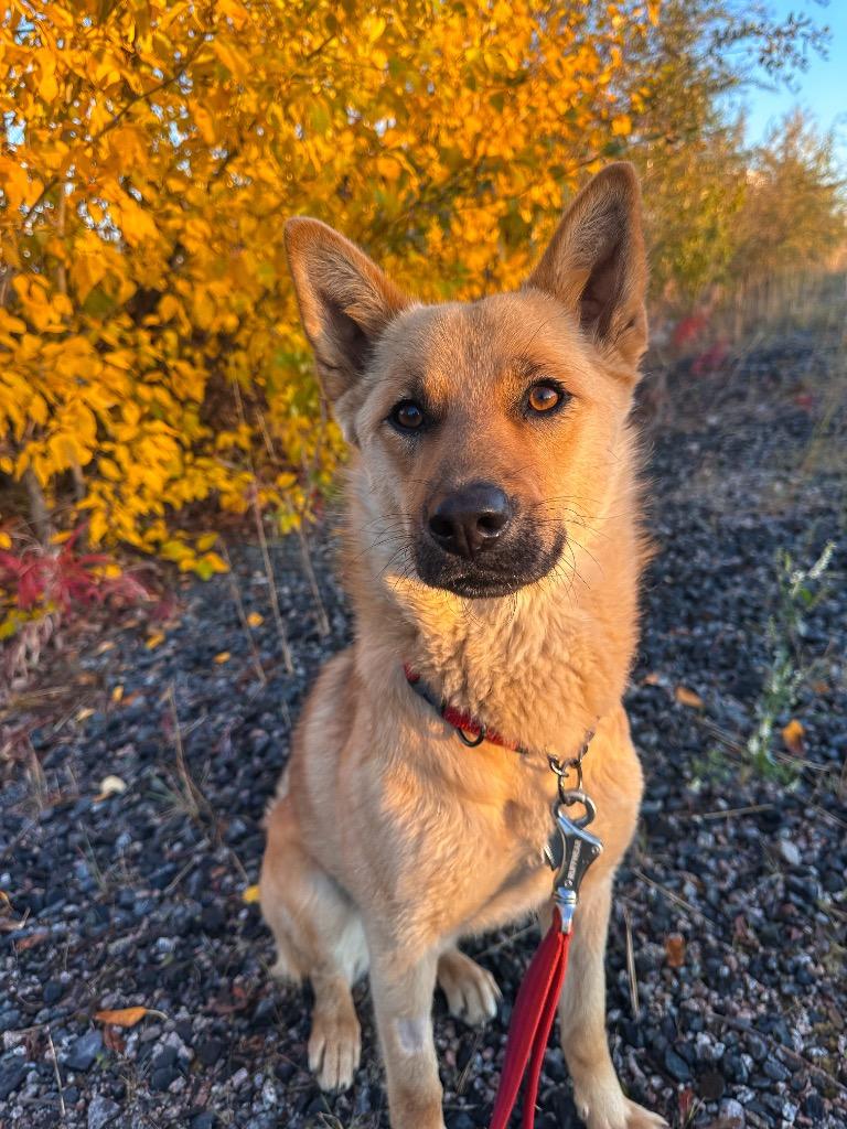 Enlarge Lala, a Adoptable mixed breed in Yellowknife, NT image 5/6