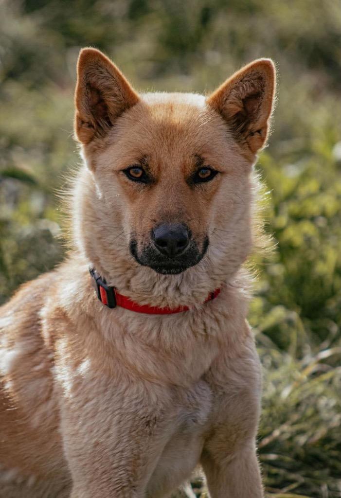 Enlarge Lala, a Adoptable mixed breed in Yellowknife, NT image 6/6