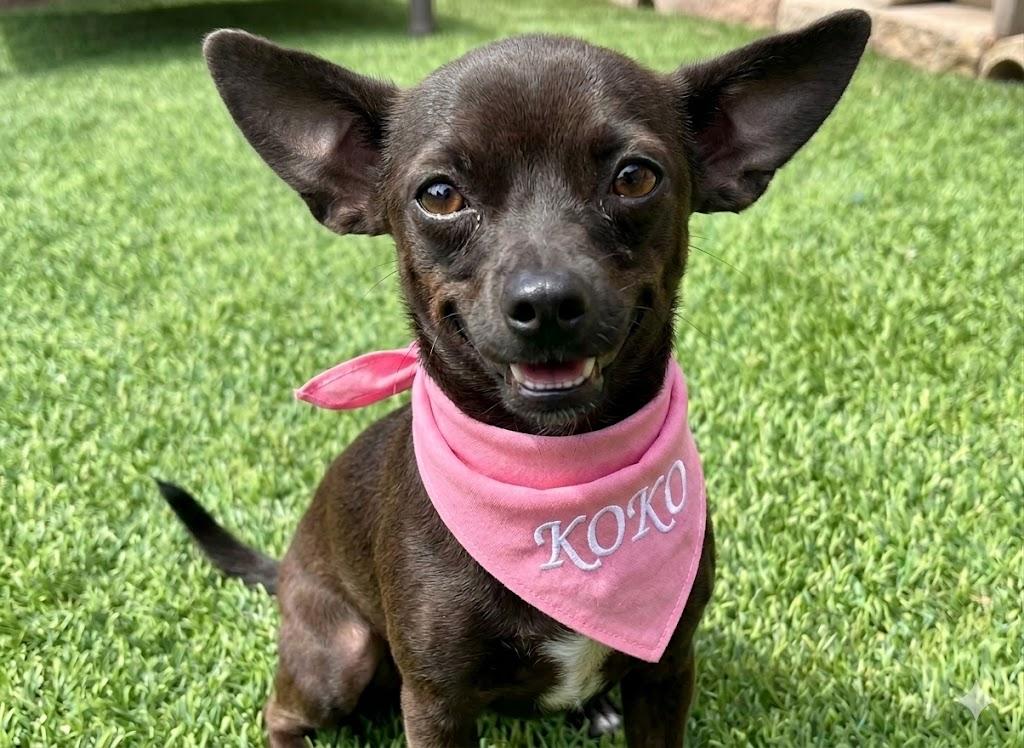 KOKO, adopted, Young Female Chihuahua.