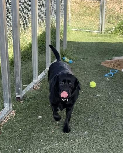 Enlarge Ree Ree, a Adoptable mixed breed in Divide, CO image 1/3