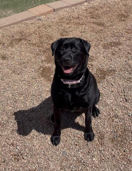 Enlarge Ree Ree, a Adoptable mixed breed in Divide, CO image 2/3