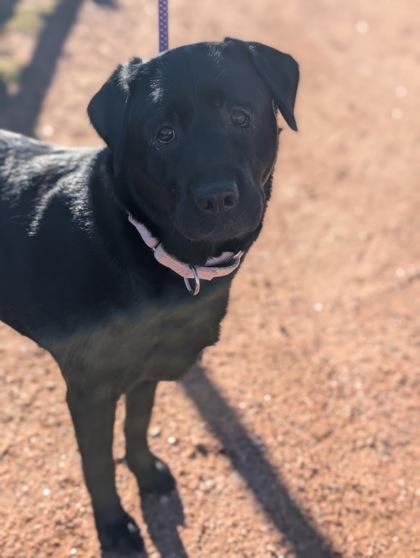 Enlarge Ree Ree, a Adoptable mixed breed in Divide, CO image 3/3