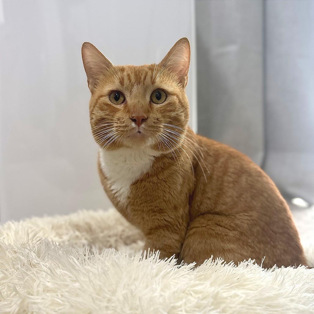 Sir Diego de la Resort, Adoptable, Young Male Domestic Short Hair.