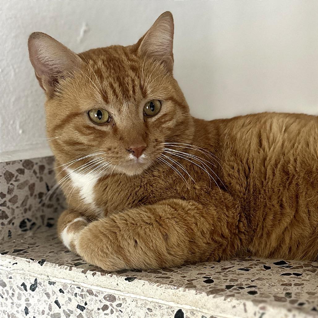Enlarge Sir Diego de la Resort, a Adoptable Domestic Short Hair in Rio Grande, PR image 2/4