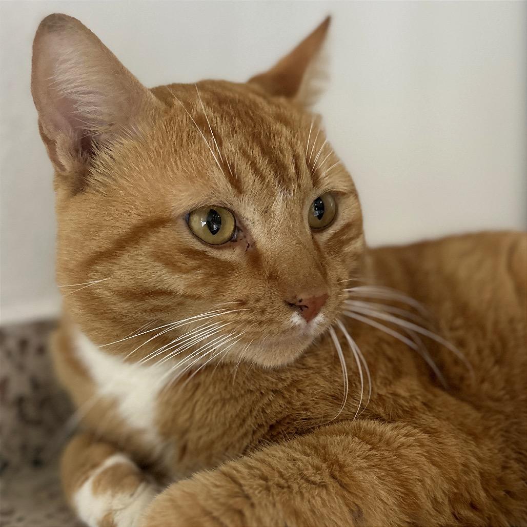 Enlarge Sir Diego de la Resort, a Adoptable Domestic Short Hair in Rio Grande, PR image 3/4