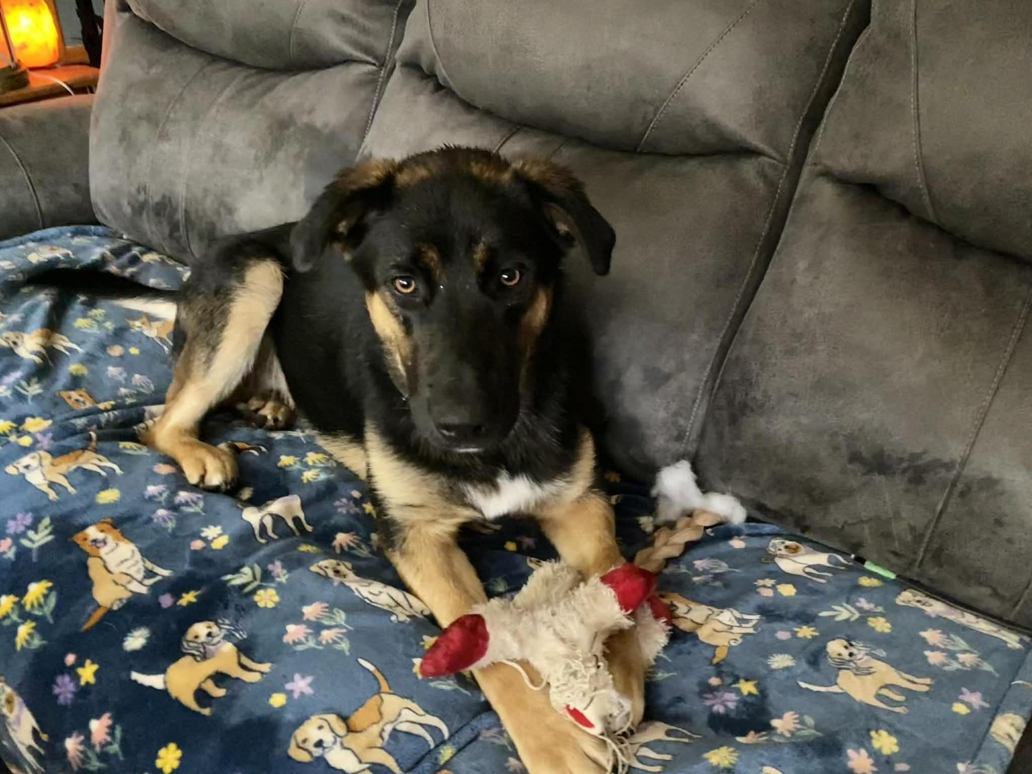 Enlarge Teddy-I25073, a ADOPTABLE German Shepherd Dog in Anoka, MN image 1/3