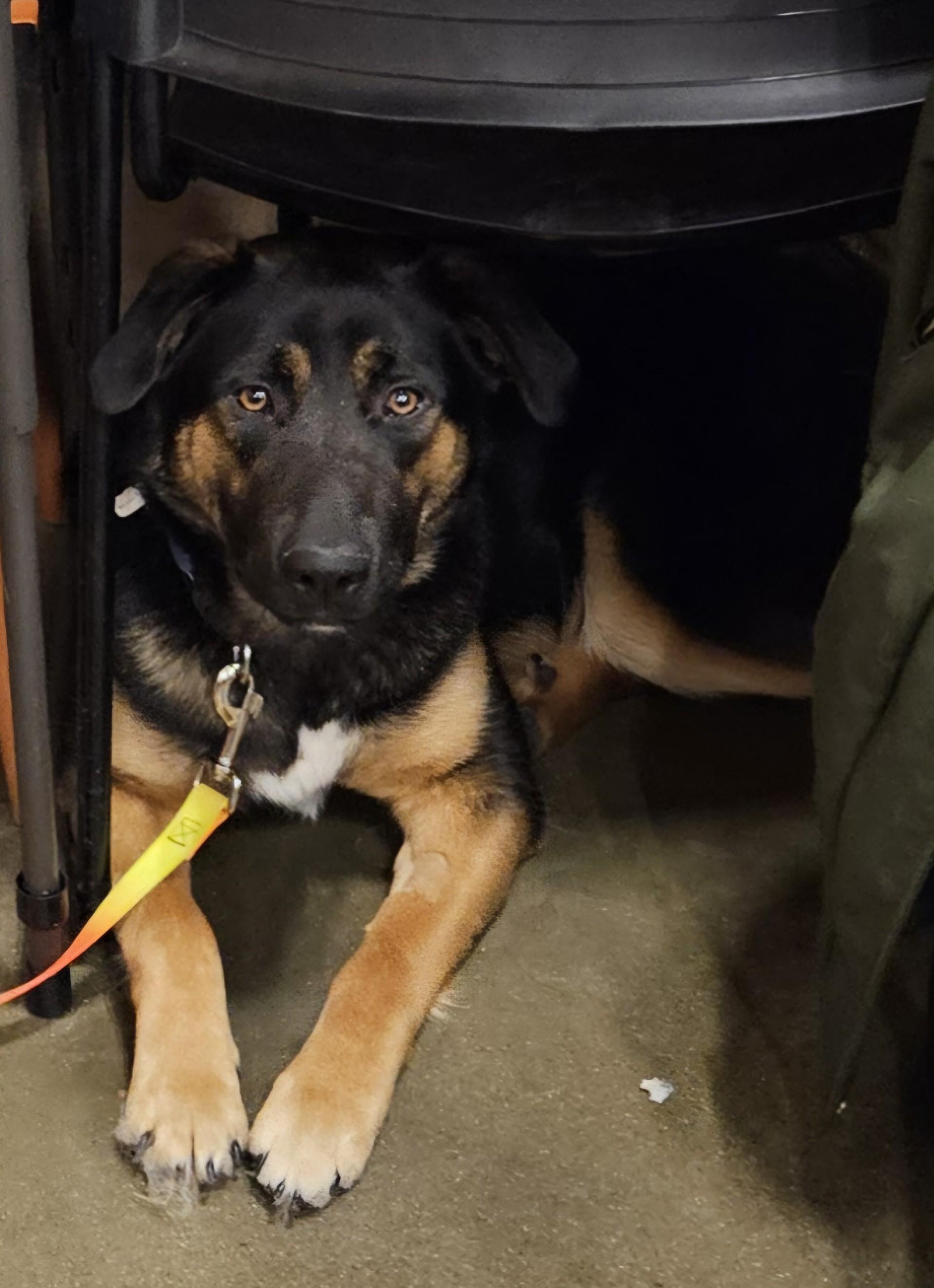 Enlarge Teddy-I25073, a ADOPTABLE German Shepherd Dog in Anoka, MN image 1/2