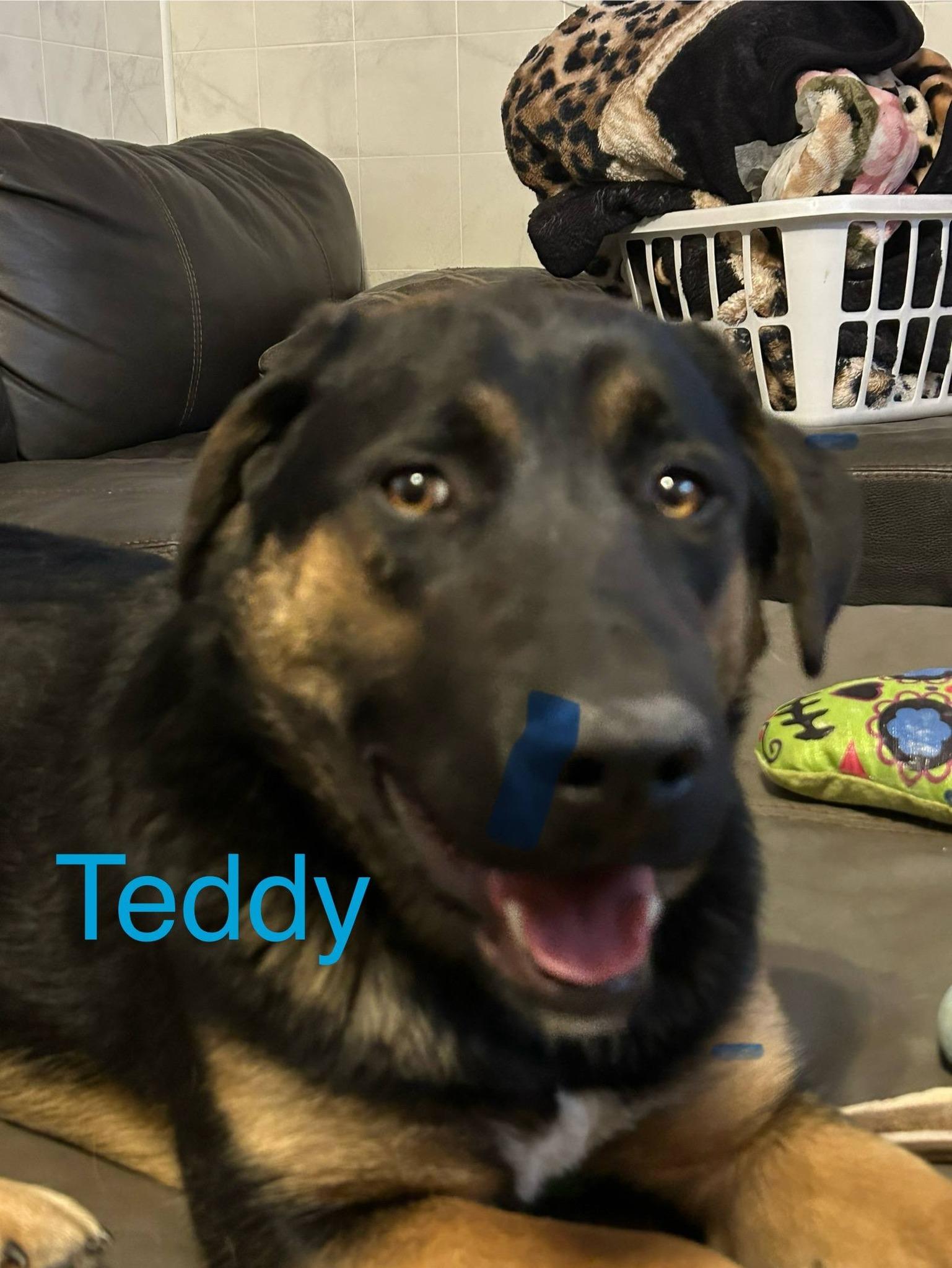 Enlarge Teddy-I25073, a ADOPTABLE German Shepherd Dog in Anoka, MN image 2/2