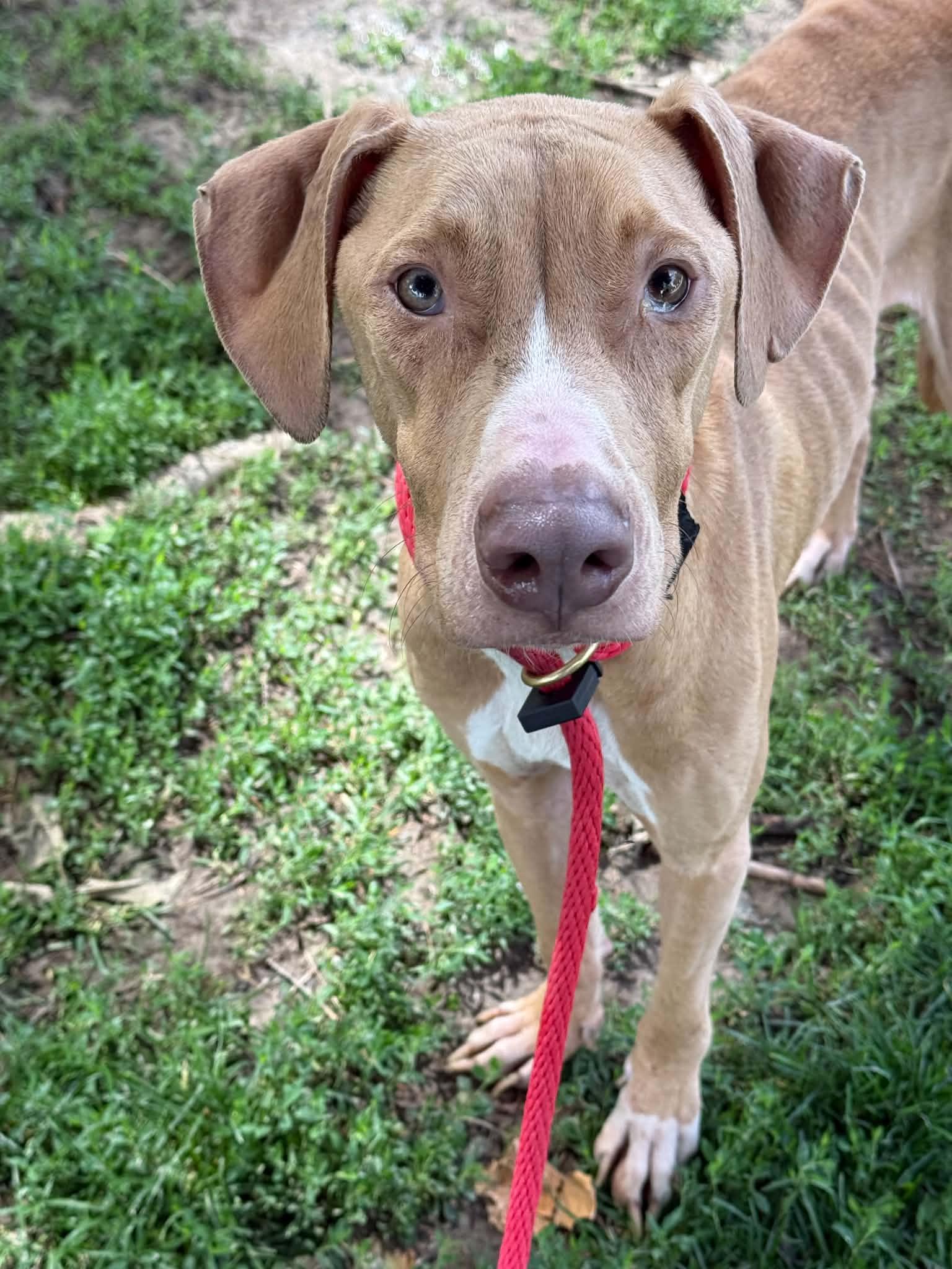 Ghost (in a FOSTER home), ADOPTABLE, Adult Male Plott Hound & Vizsla.