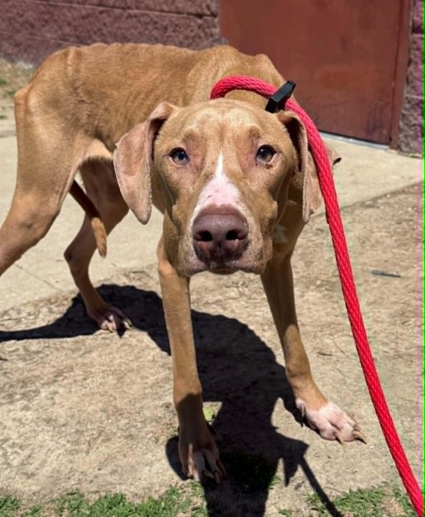 Enlarge Ghost (in a FOSTER home), a ADOPTABLE mixed breed in Springfield, IL image 2/3