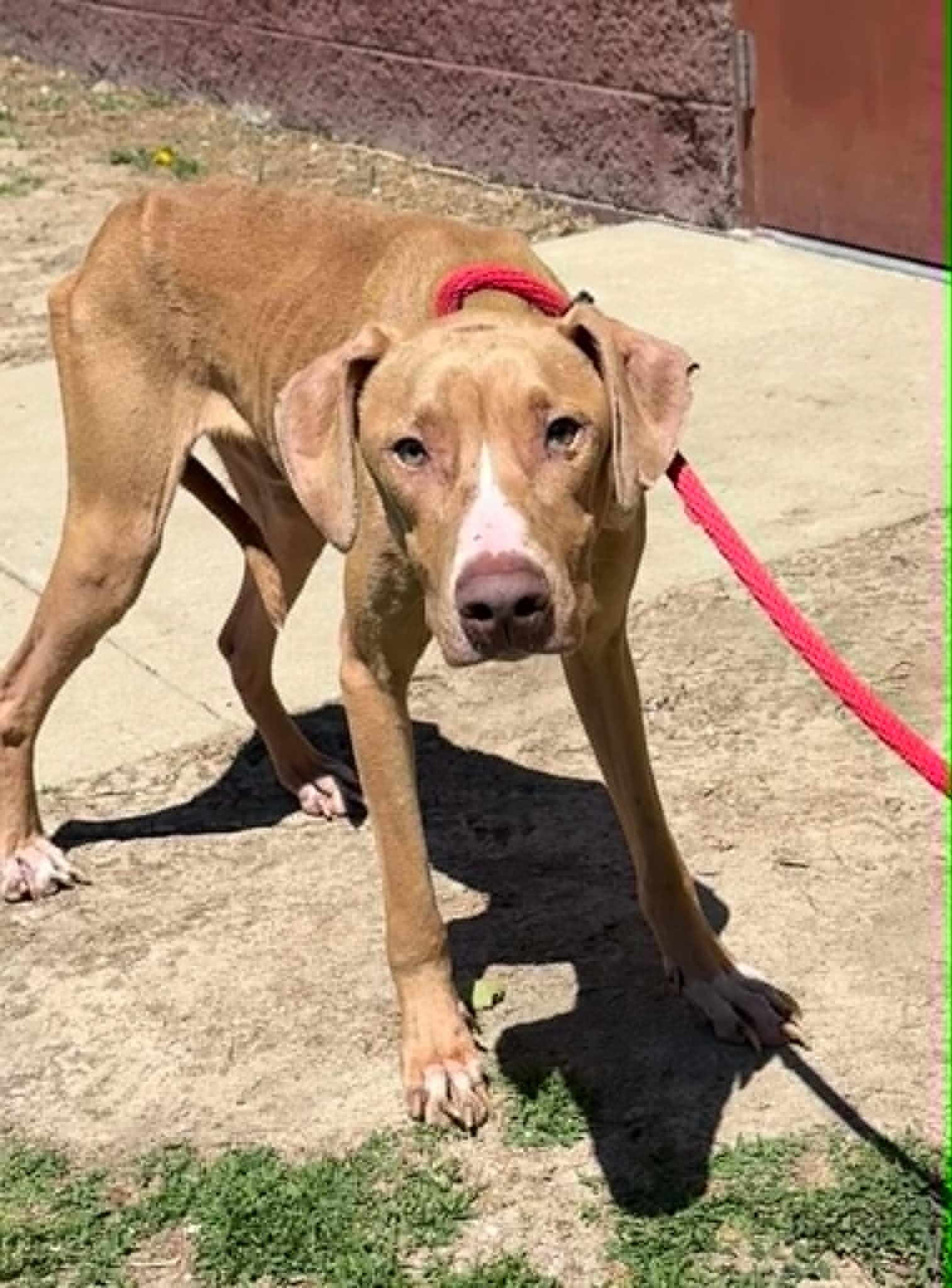 Enlarge Ghost (in a FOSTER home), a ADOPTABLE mixed breed in Springfield, IL image 3/3