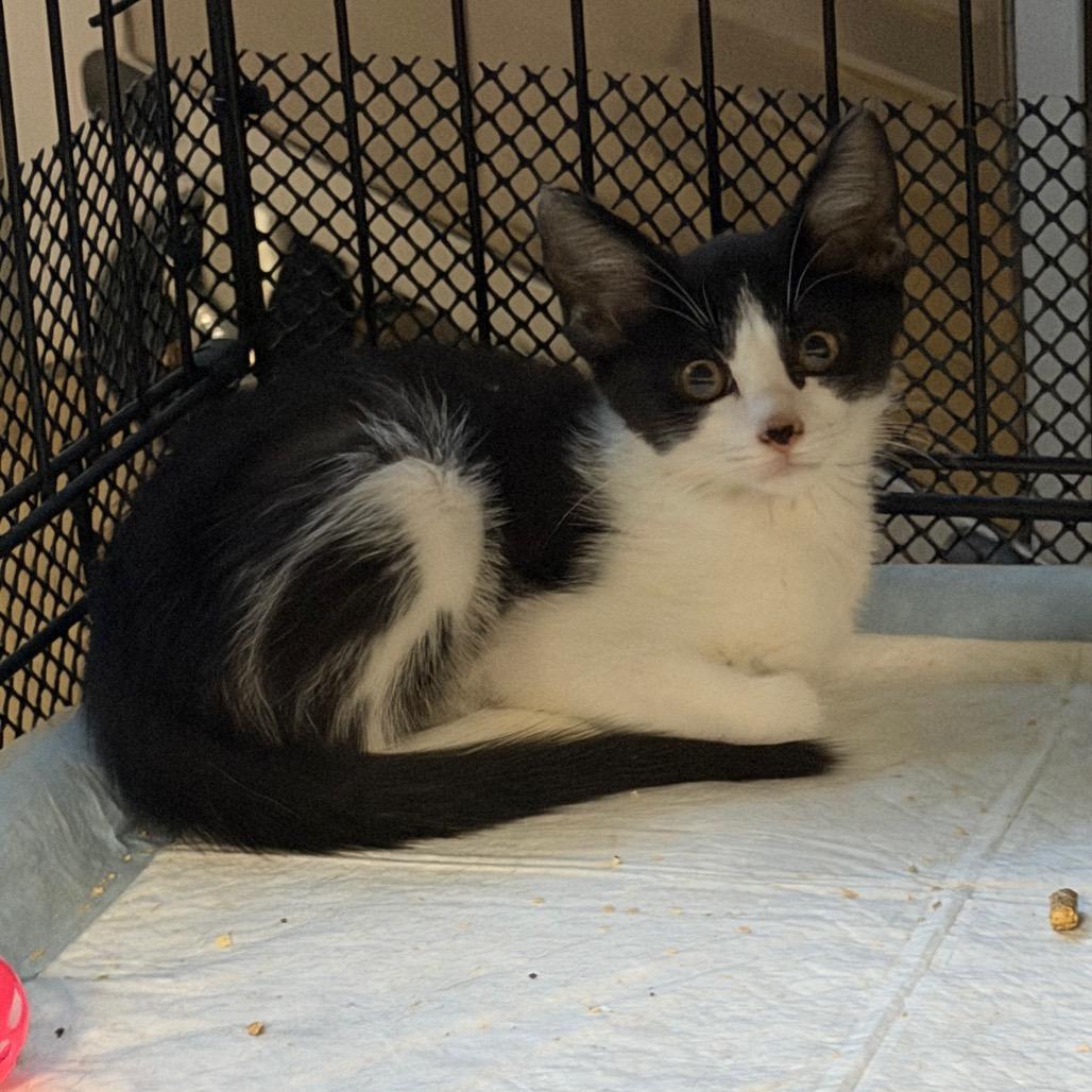 Sonny, Adoptable, Kitten Male Domestic Short Hair.