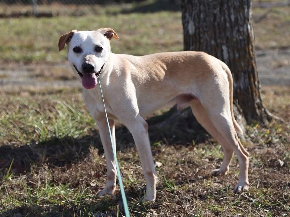 Enlarge Marvin, an adopted Mixed Breed in Cherokee Village, AR image 2/2