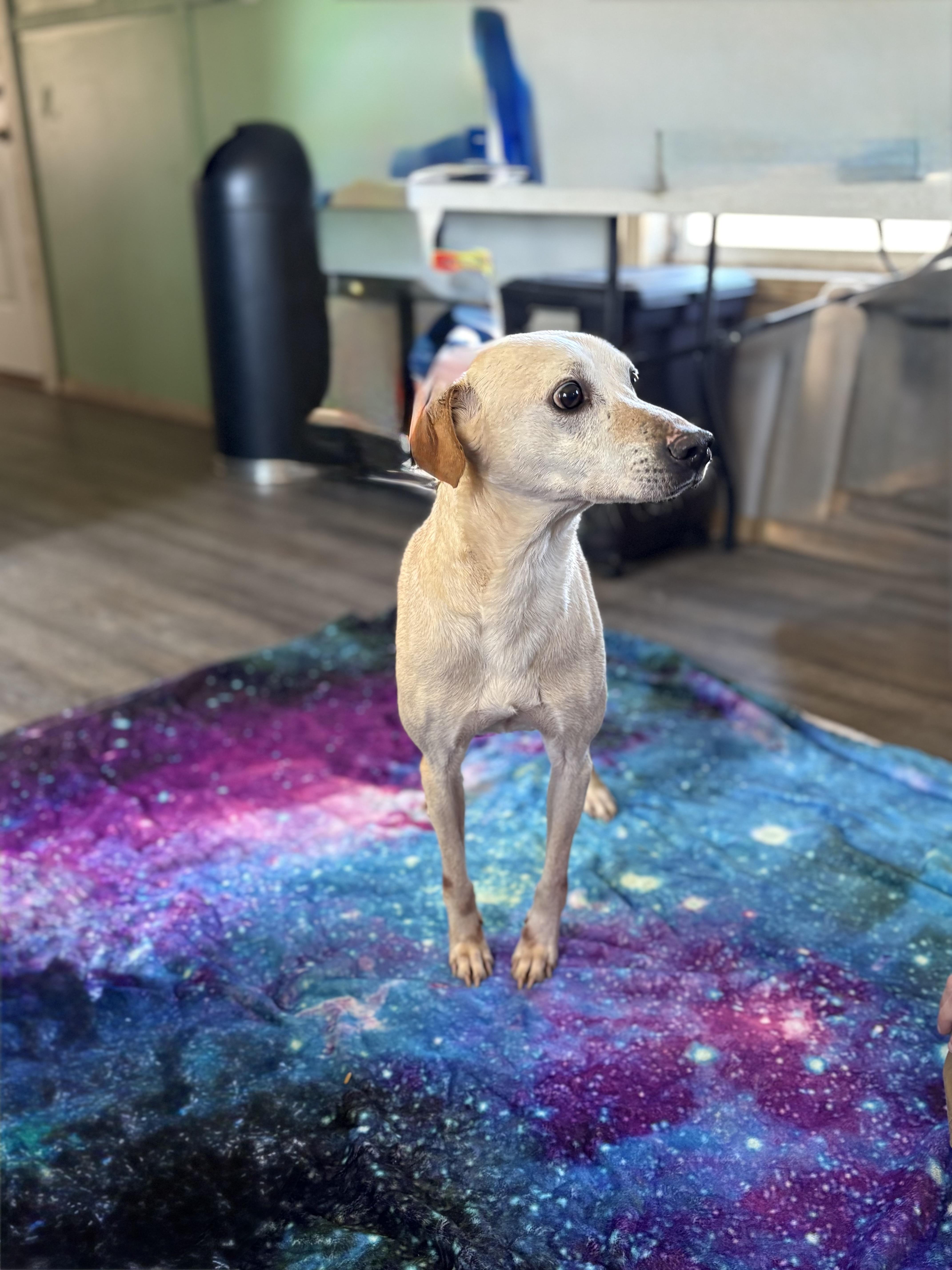 Marvin, adopted, Adult Male Mixed Breed.