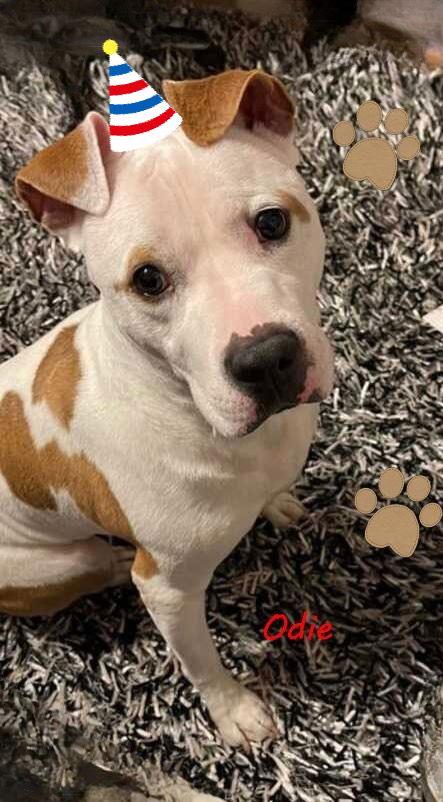 Odie, a Adoptable American Bulldog in Norfolk, VA image 1/5