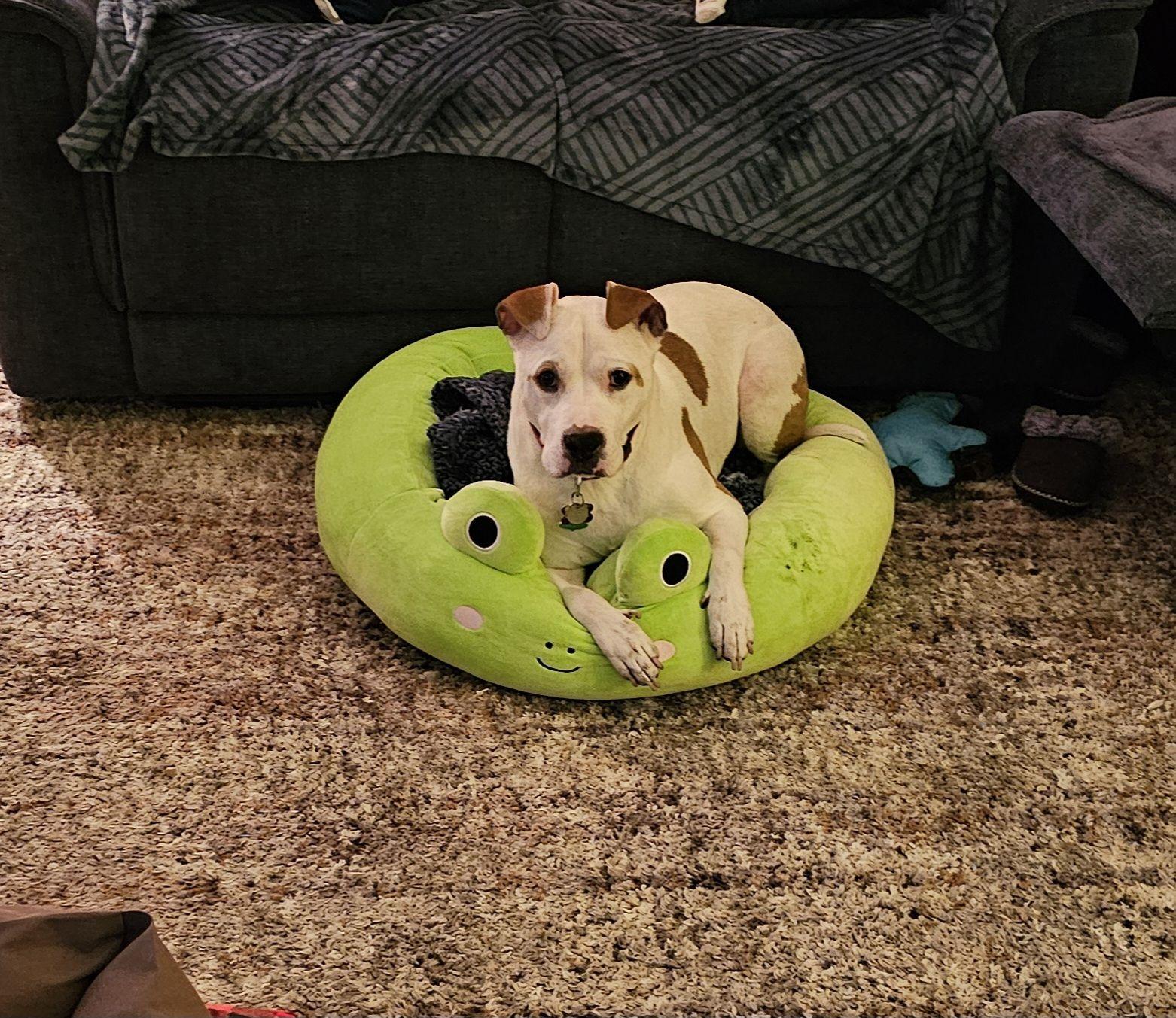 Odie, a Adoptable American Bulldog in Norfolk, VA image 2/5