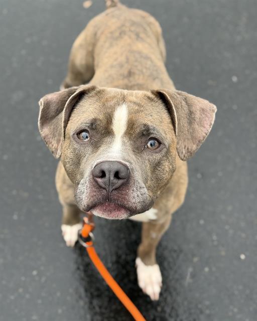 GERTIE, Adoptable, Adult Female Pit Bull Terrier.